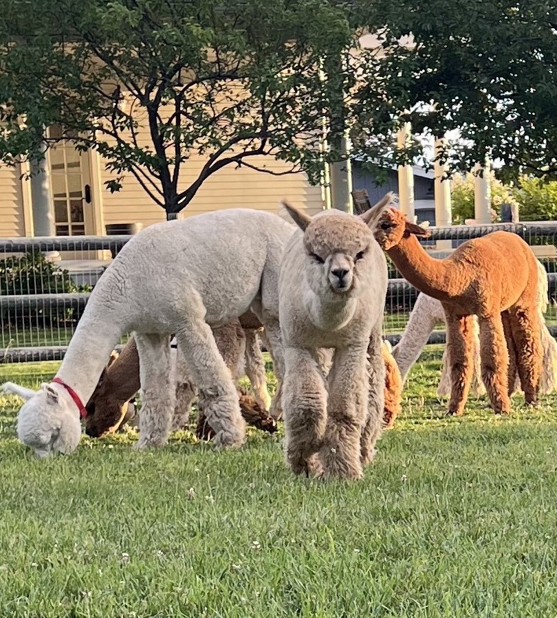 Alpaca looking at the camera at Bend Alpaca Ranch