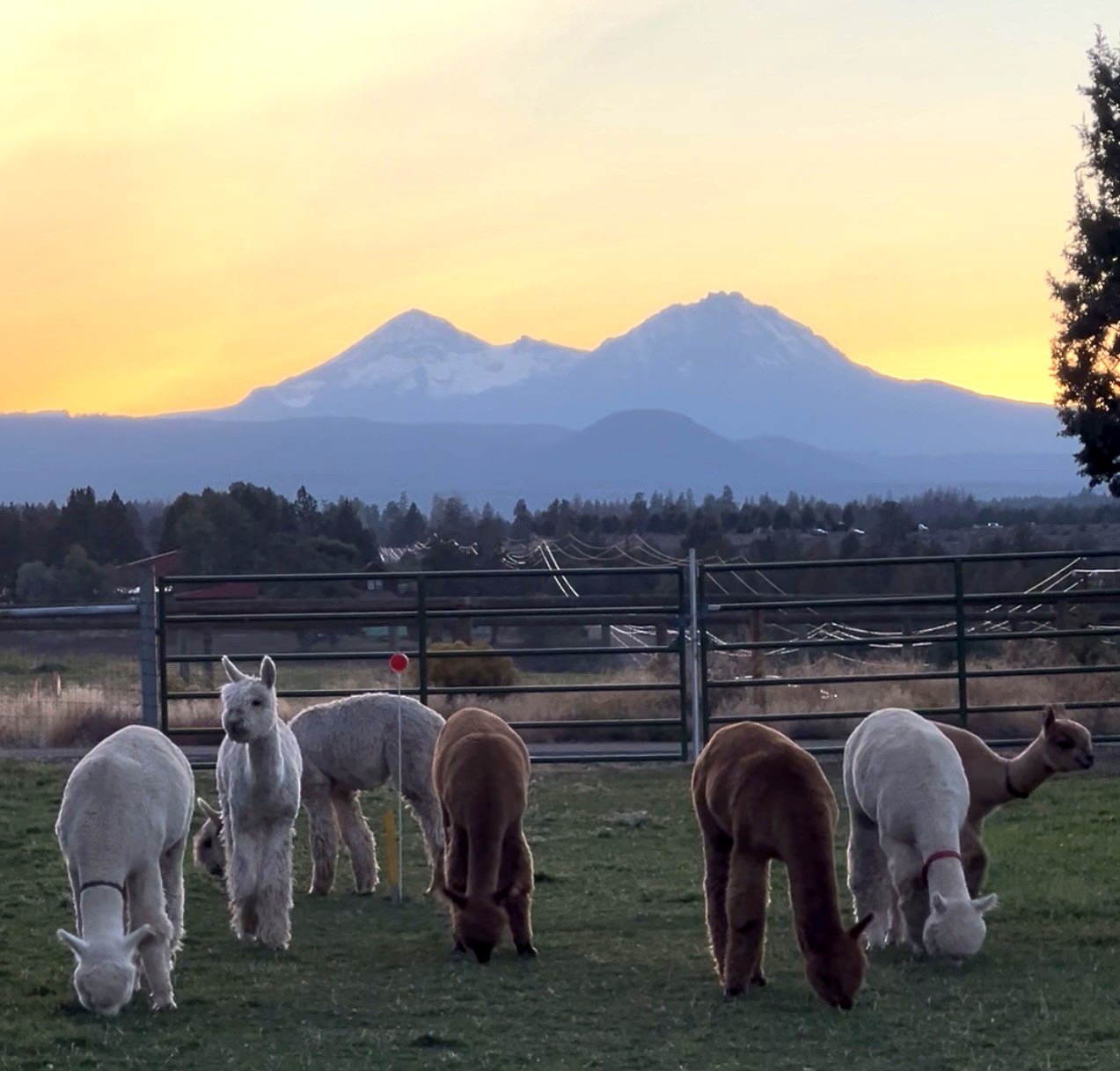 Alpacas grazing at sunset with the Three Sisters mountains in the background at Bend Alpaca Ranch